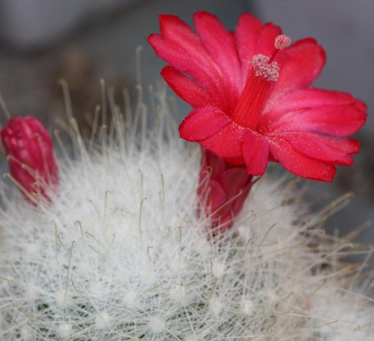 Mammilopsis senilis_.jpg