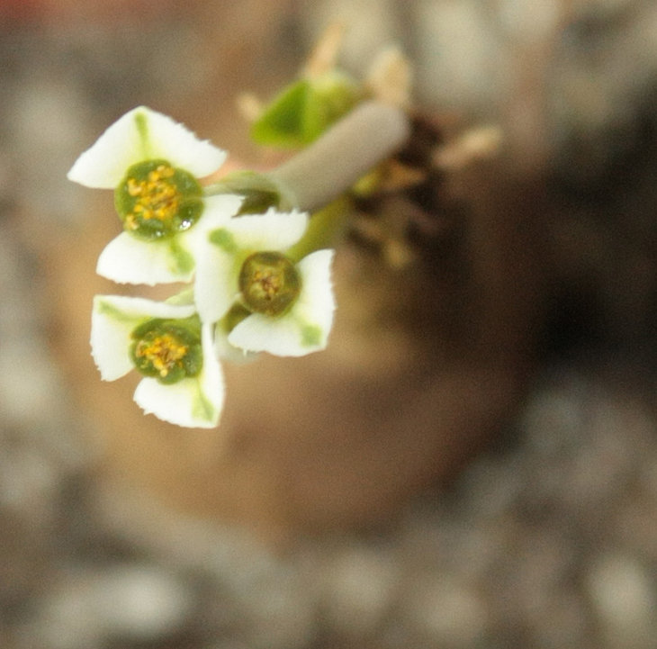 Euphorbia primulifolia