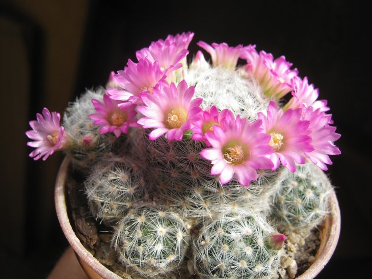 Mammillaria.JPG