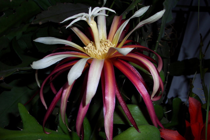 Cryptocereus anthonyanus