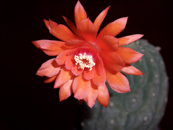 MATUCANA MADISONIORUM