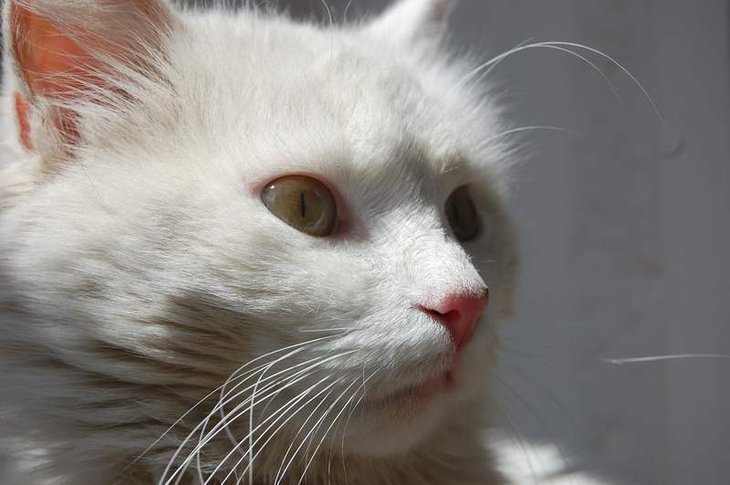 Котейко.jpg