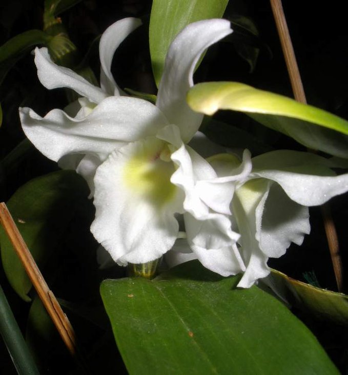 Dendrobium nobile hybr.JPG