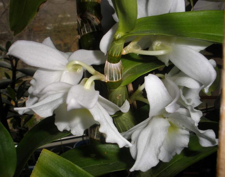 Dendrobium nobile hybr 2.JPG