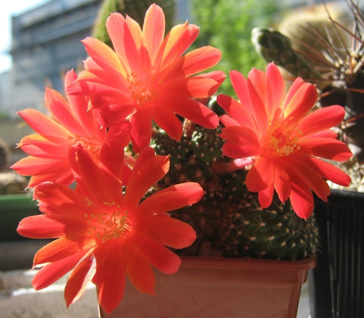 Rebutia