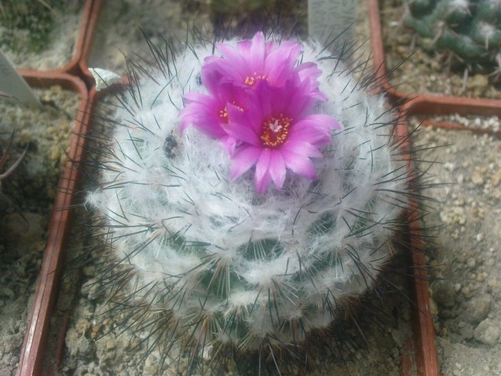 gymnocactus vierecrii L1159