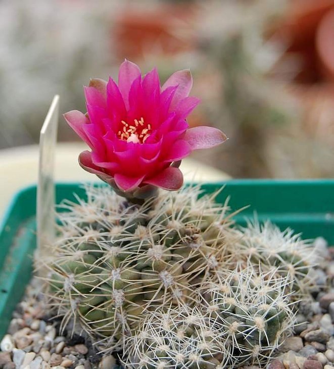 Gymno bruchii f.red flower.jpg