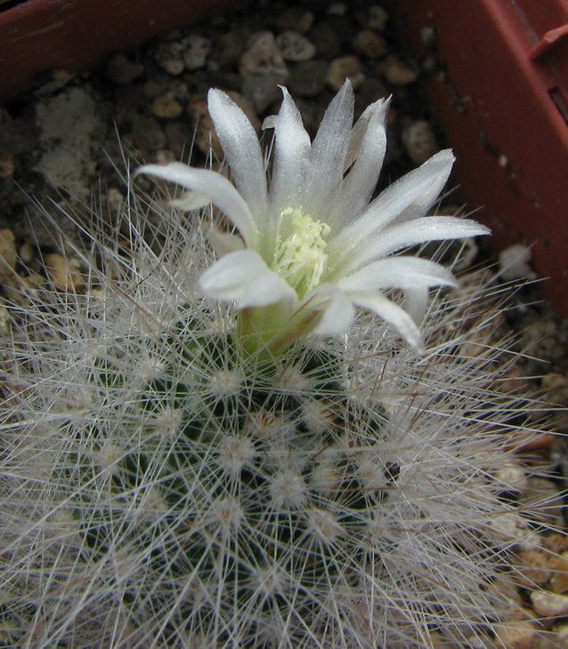 web Mammillaria schwarzii 2.jpg