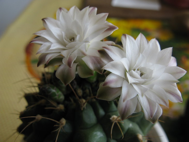 Gymnocalycium anisitsii (предположительно)