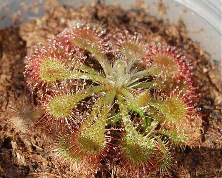 Drosera communis.jpg