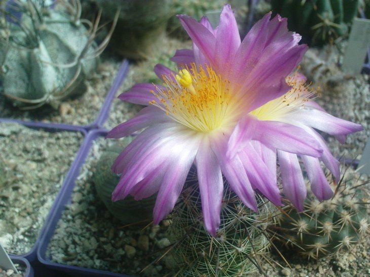 Thelocactus hastifer