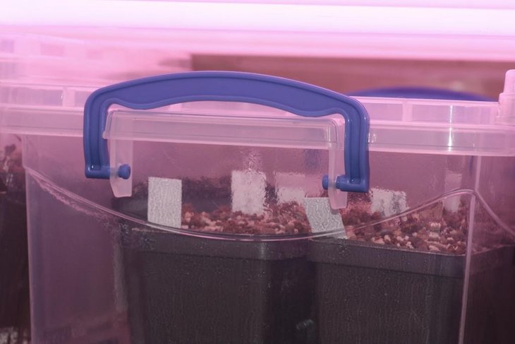 adenium seeds.jpg