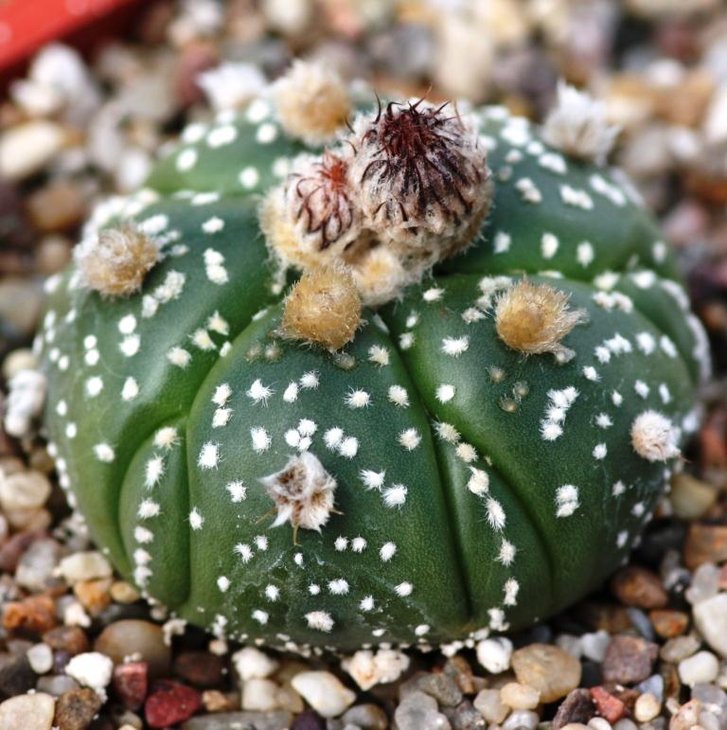 asterias hybrid.jpg