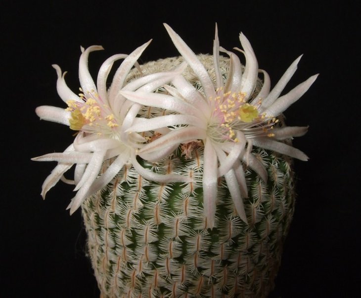 Solisia_pectinata.jpg