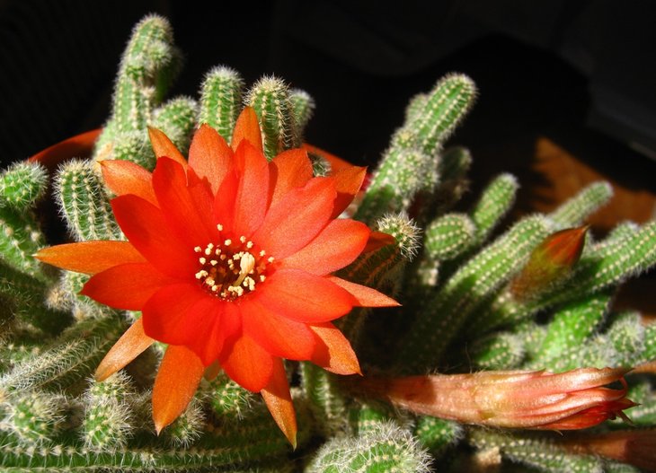 Chamaecereus silvestrii.jpg