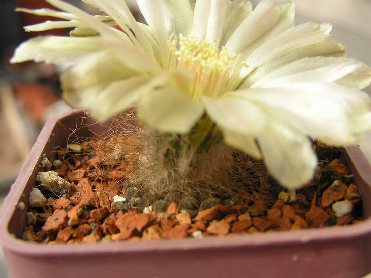Neochilenia napina .JPG