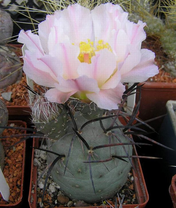 Tephrocactus geometricus MK1222.JPG
