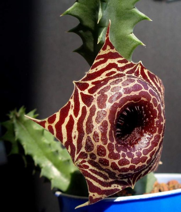 Huernia guttata ssp.reticulata.JPG