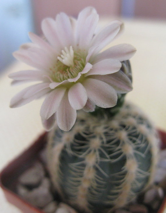 G.artigas.jpg