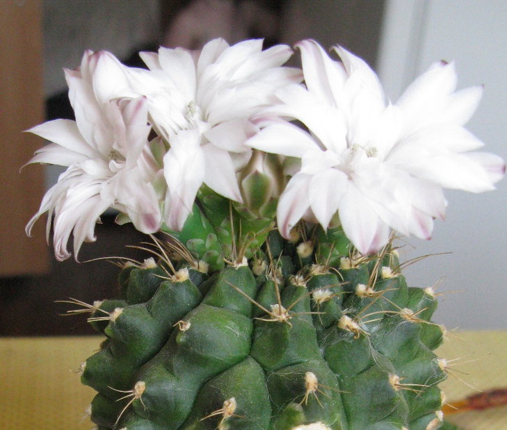 G.anisitsii.jpg