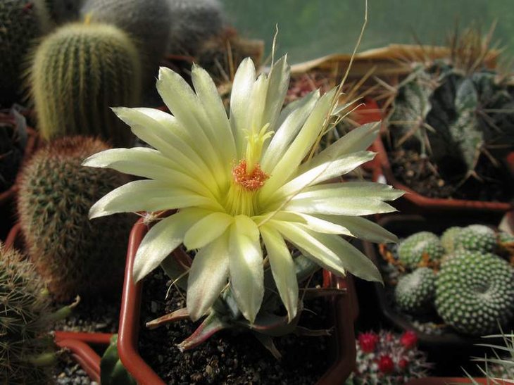 Leuchtenbergia principis.jpg