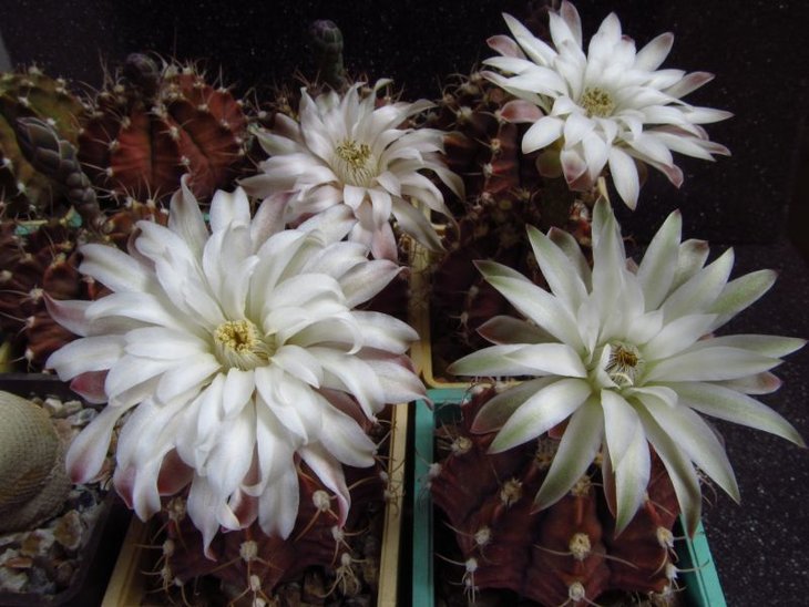 Gymnocalycium anisitsii, возможно гибридные.