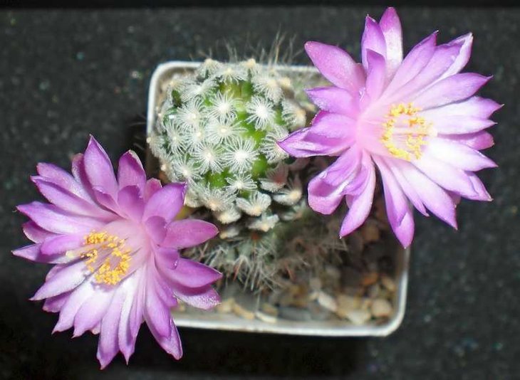 Mammillaria theresae.jpg