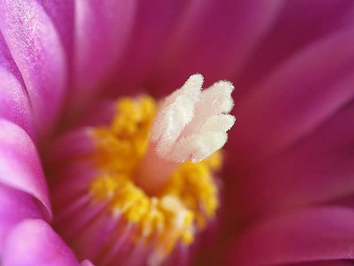 Turbinicarpus alonsoi.JPG