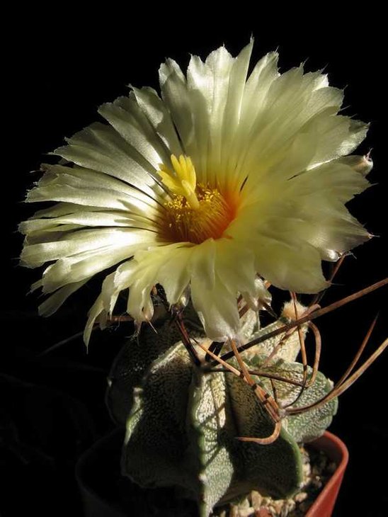 Astrophytum niveum.JPG