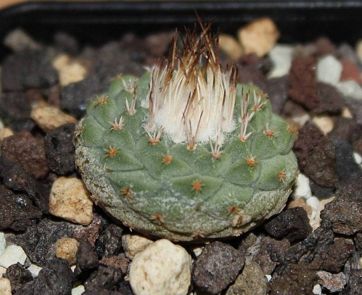disciformis