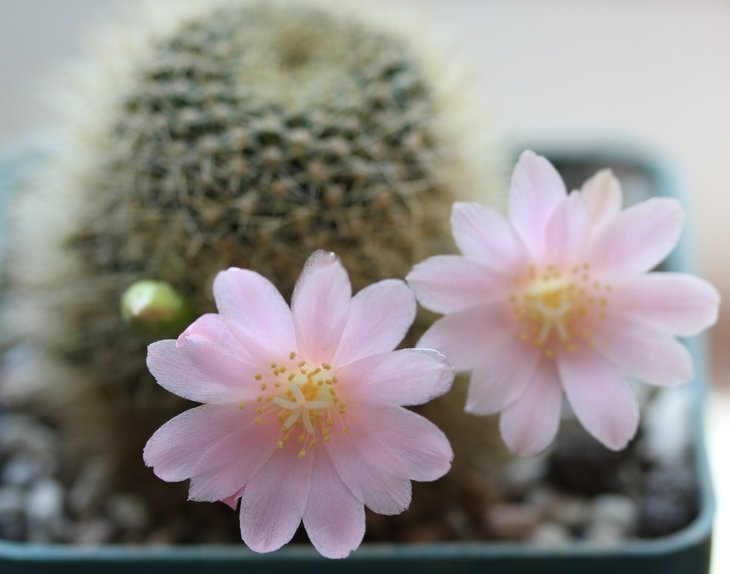 Rebutia sp.