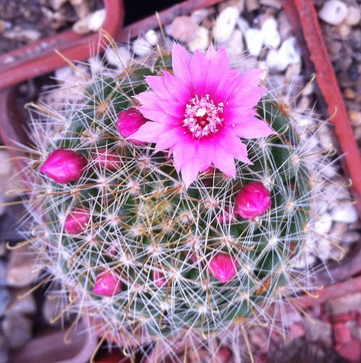 Mammilaria zeilmanniana