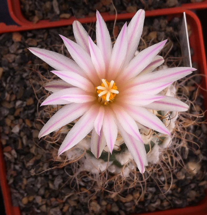 Turbinicarpus pseudomacrochele