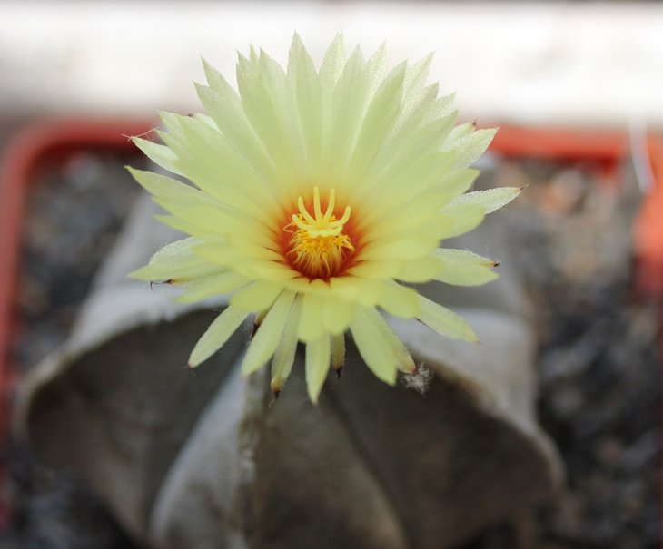 Astrophytum coahuilense