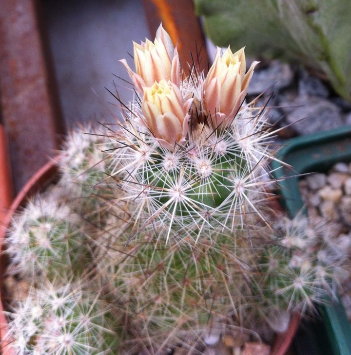 Escobaria zilziana