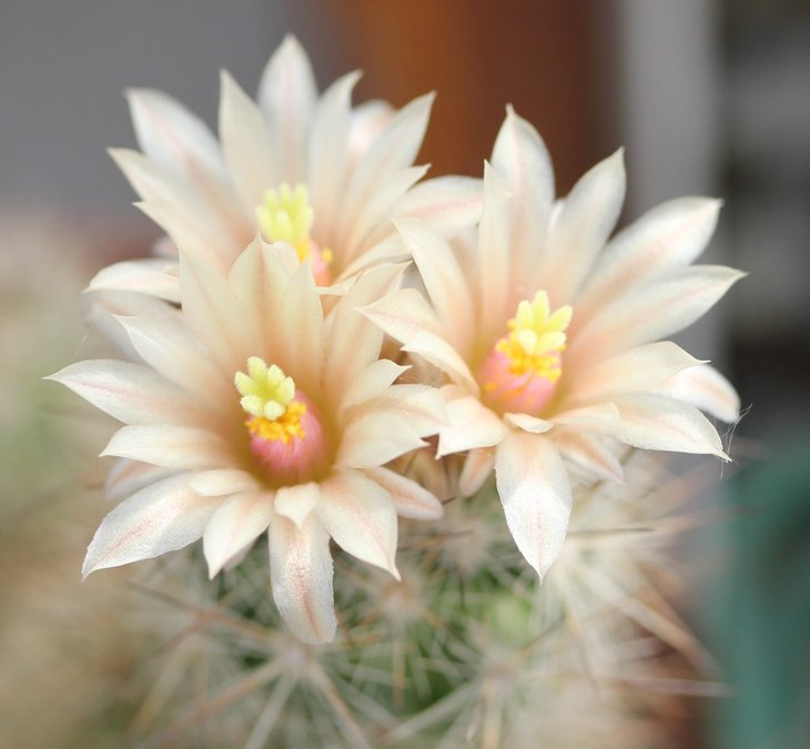 Escobaria zilziana