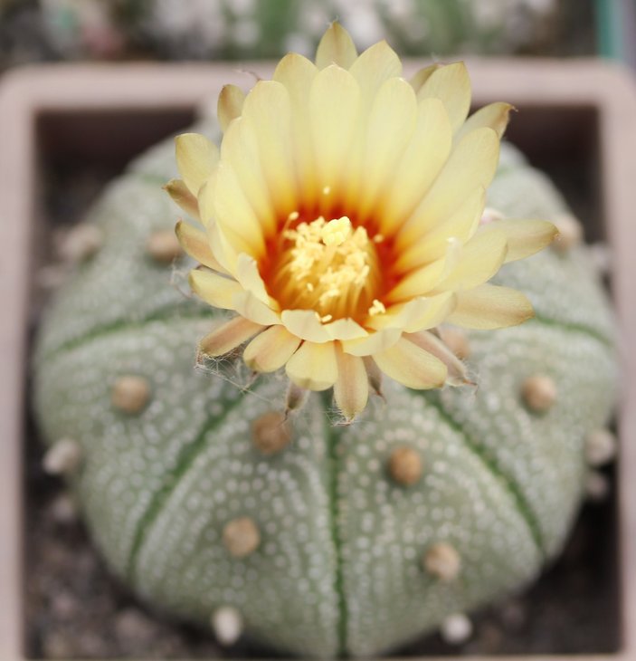 Astrophytum asterias