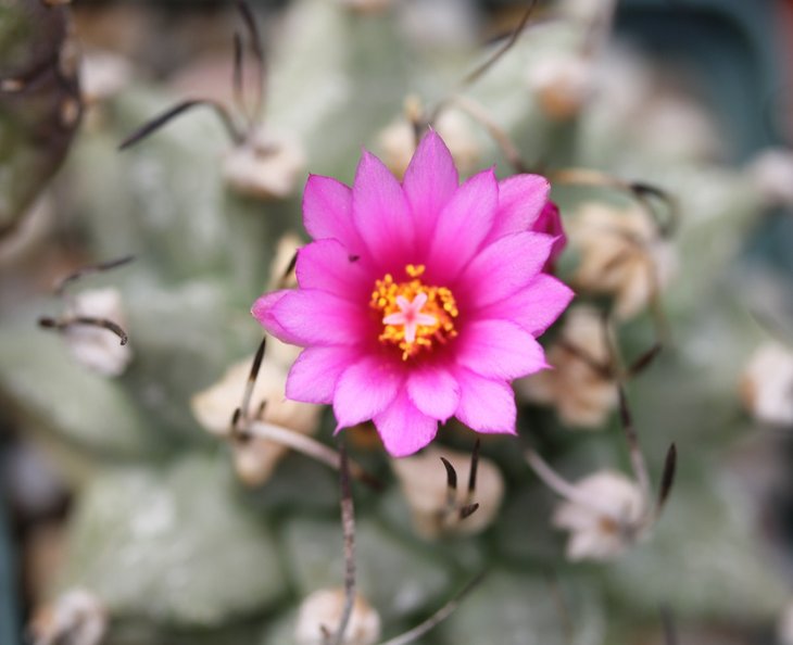 Turbinicarpus alonsoi