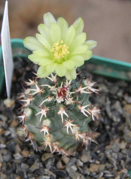 Echinocereus davisii brevispinus