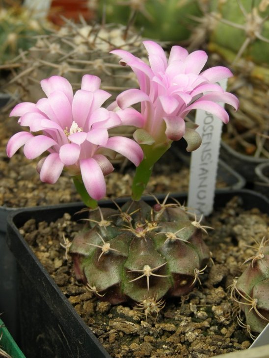 Gymnocalycium joosensianum .jpg