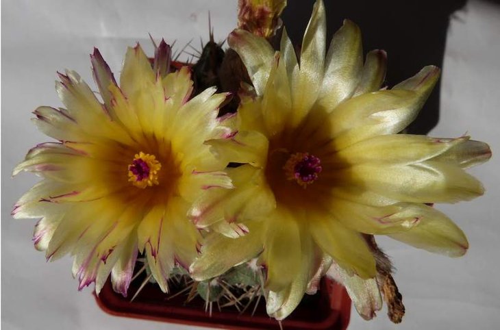 Notocactus  submammulosus.JPG