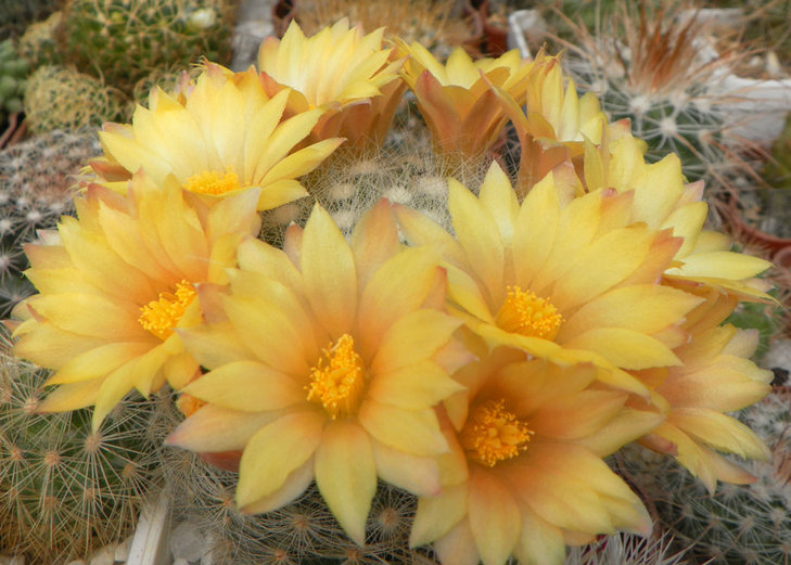 Mammillaria baumi.JPG
