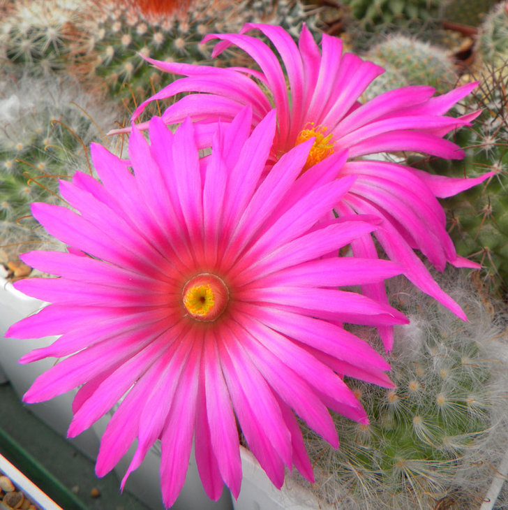 Krainzia guelzowiana v.robustior.JPG