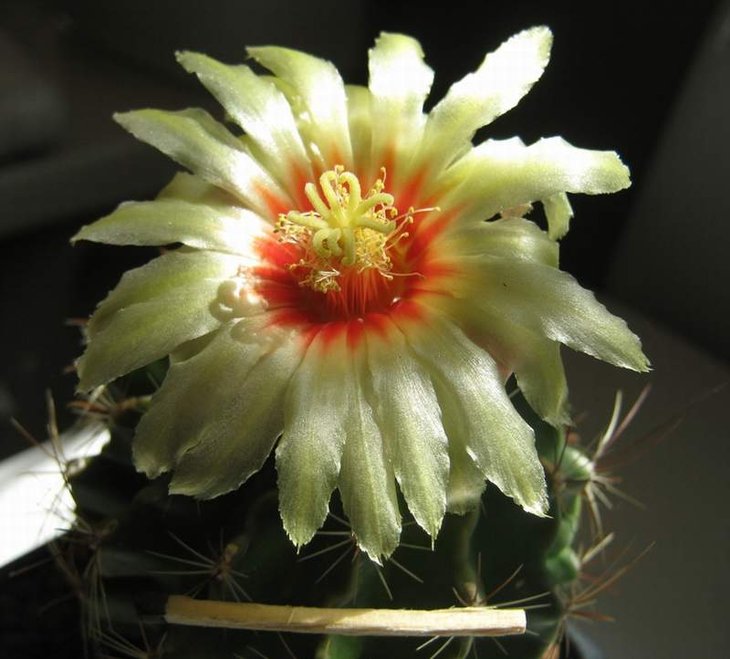 Hamatocactus  setispinus.jpg