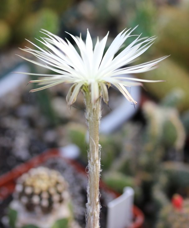 Setiechinopsis mirabilis
