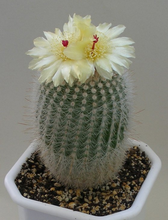 Notocactus scopa.jpg