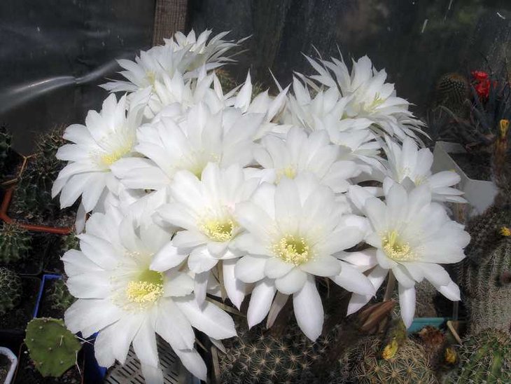 Pseudolobivia hamatacantha.jpg
