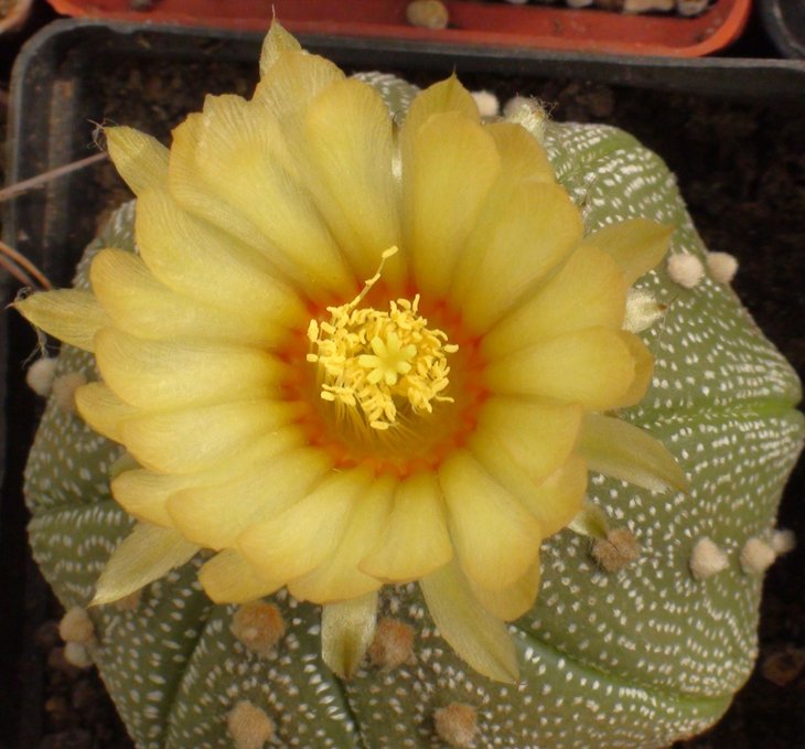 Astrophytum asterias