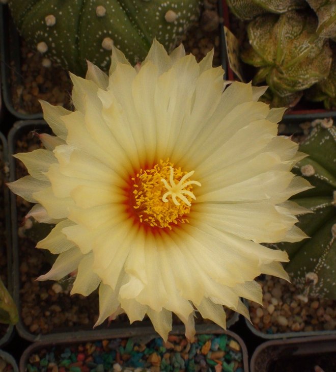 Astrophytum CapAs