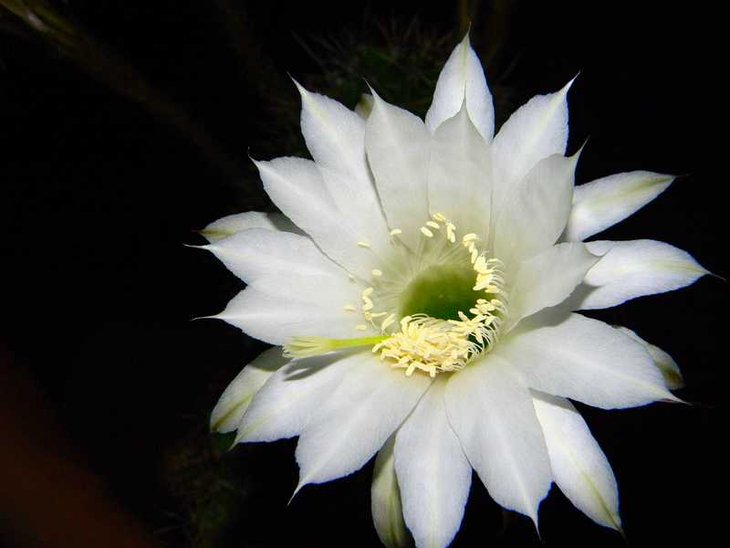Echinopsis.jpg